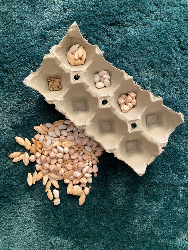 Educational play for little kids preschoolers. Educational game. Short and pattern-making. Egg container. Seeds. Dried beens. 