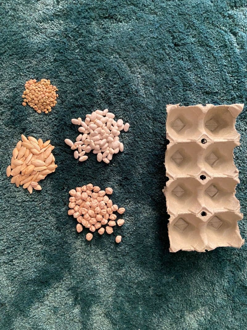 Educational play for little kids preschoolers. Educational game. Short and pattern-making. Egg container. Seeds. Dried beens. 