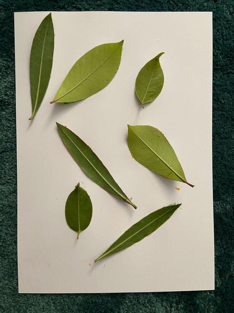 Crafts for kids. Educational material. Leaf painting. Paper. Leaves.