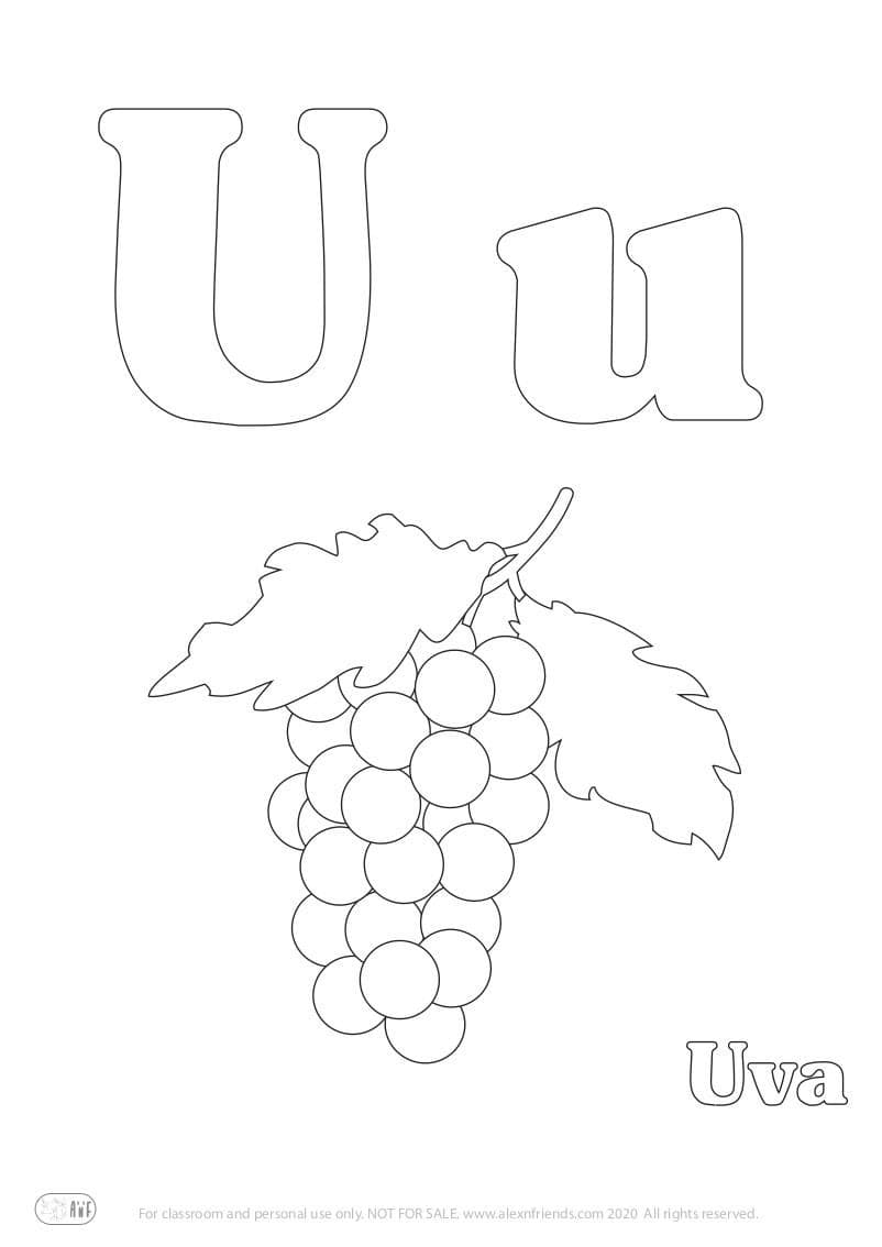 Learning Spanish alphabet for kids. Free printable coloring page with letter U u and grapes