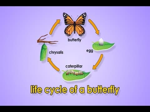 Life Cycle Of A Butterfly